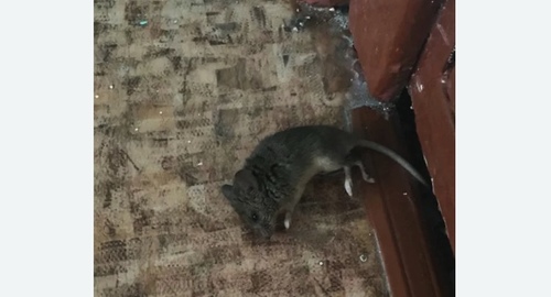 Дезинфекция от мышей в поселке дома отдыха Горки